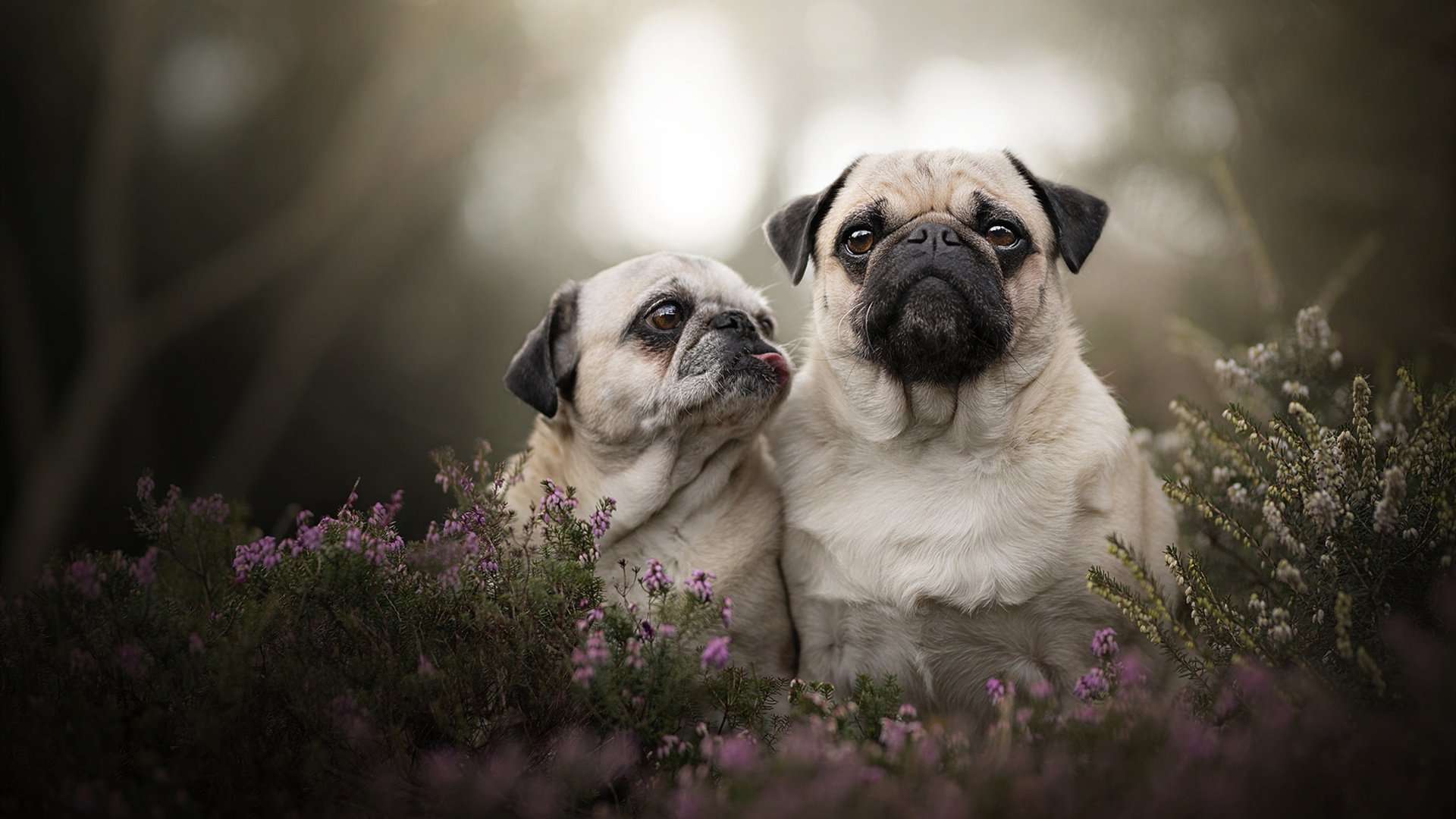 莱比锡红牛溃败夜！皇马无名神兵天降，蒂亚戈状态炸裂改写欧冠剧本